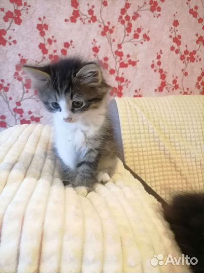 Отдам котят