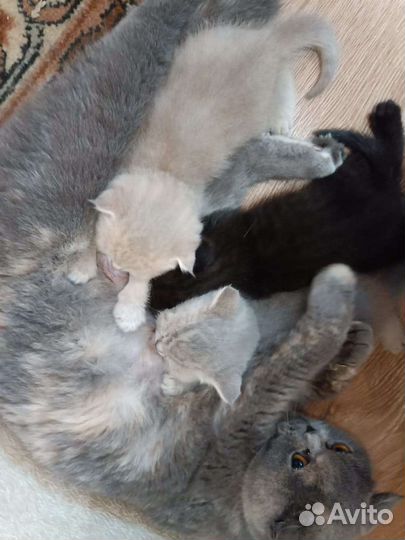 Шотландские котята девочки