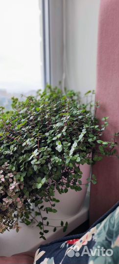 Каллизия Бьянка Callisia repens Bianca