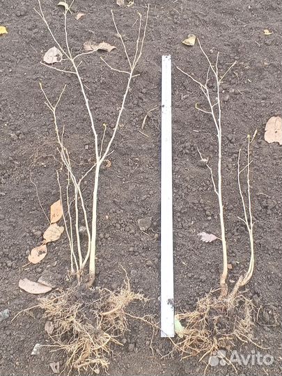 Гибискус древовидный саженец