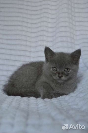 Британские котята