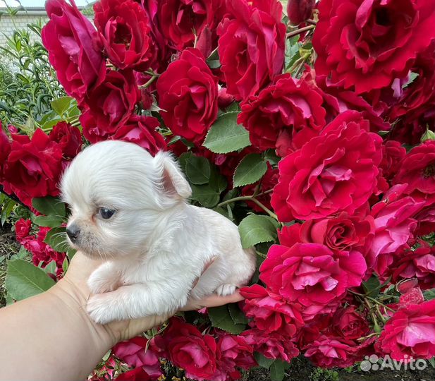 Чихуахуа девочка мини