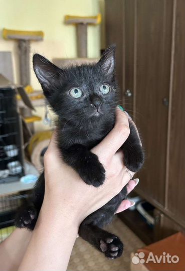 Черный маленький котёнок мальчик