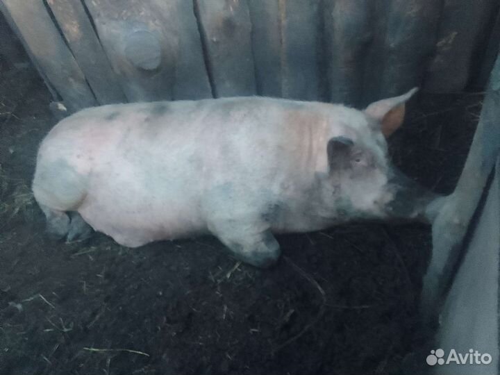 Продам кабана
