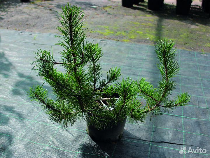 Сосна горная 20-40 см, с5-с10