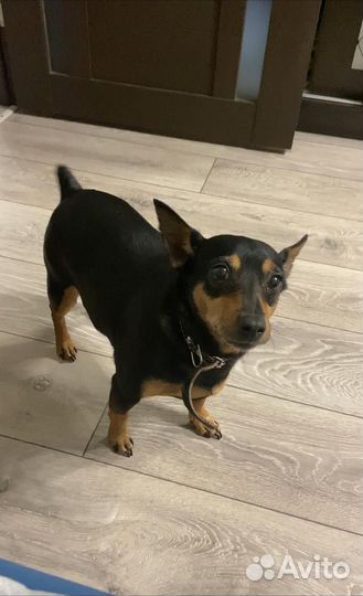 Карликовый пинчер