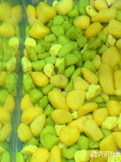 Улитки аквариумные