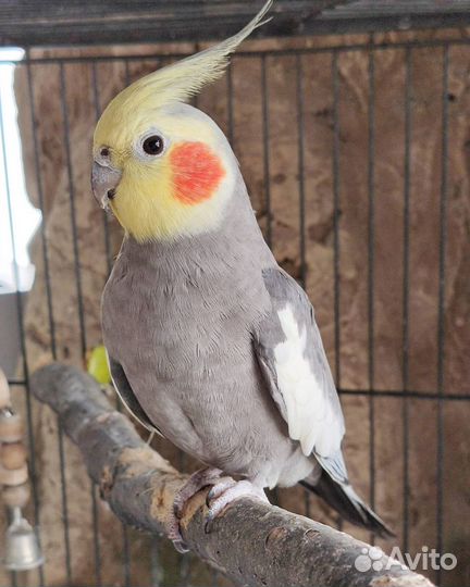 Беру попугая на время