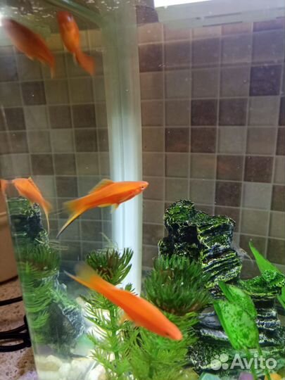 Аквариумные рыбки