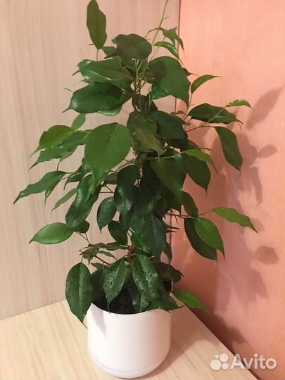 Фикус бенджамина Даниэль