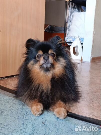 Шпиц для вязки