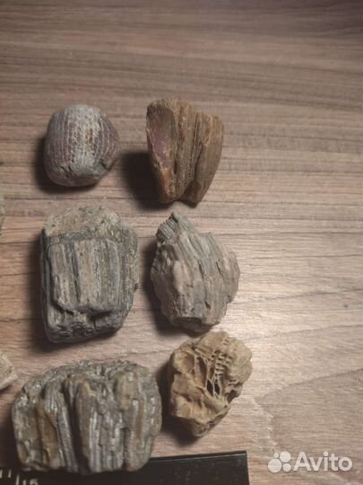 Кораллы, набор