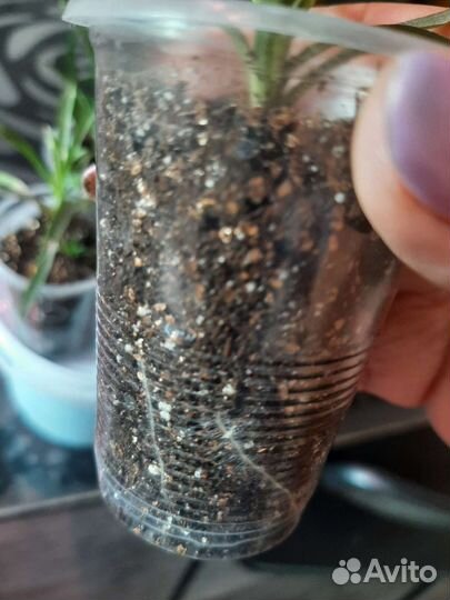 Гвоздика ампельная многолетняя