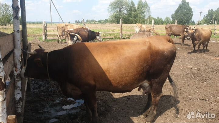 Продам сельхоз животных