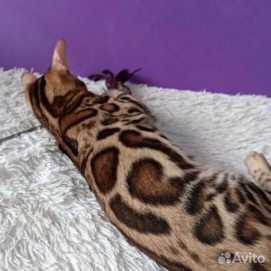 Бенгальская кошка