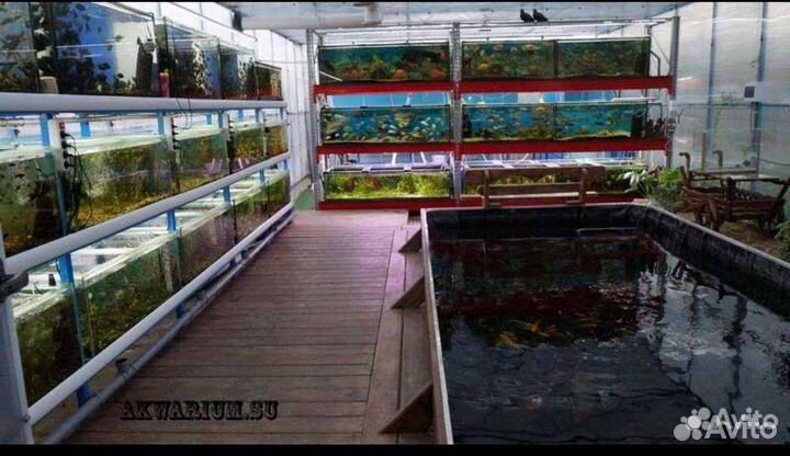 Питомник по разведению аквариумных и прудовых рыб
