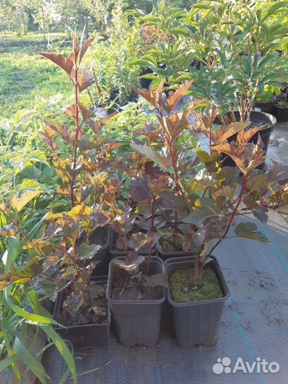 Пузыреплодник калинолистный с красными листьями