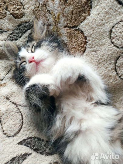 Котик, отдам в добрые руки