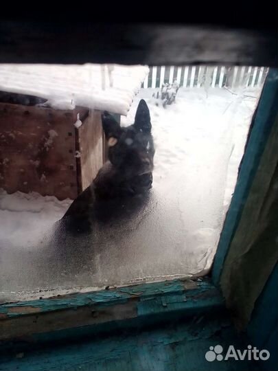 Кабель овчарки на случку