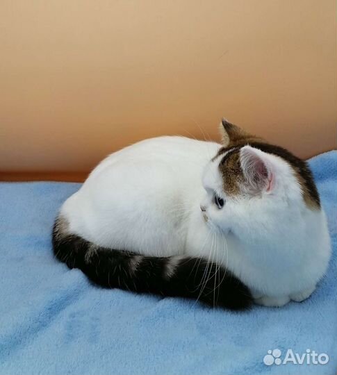 Скоттиш страйт девочка