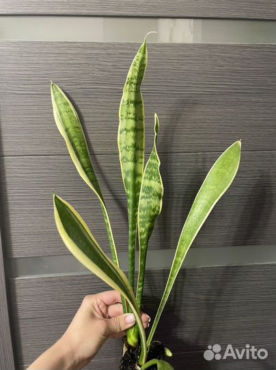 Сансевьерия лауренти