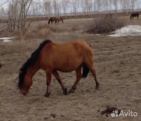 Лошадь с жеребенком