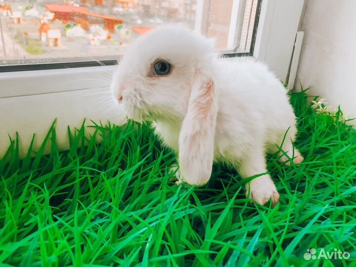 Карликовый кролик - Вислоухий мини