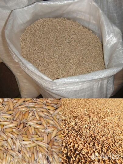 Корма для птицы. Комбикорм для бройлера и несушек