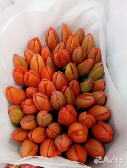 Луковицы тюльпанов