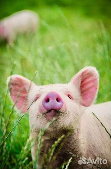 Поросята
