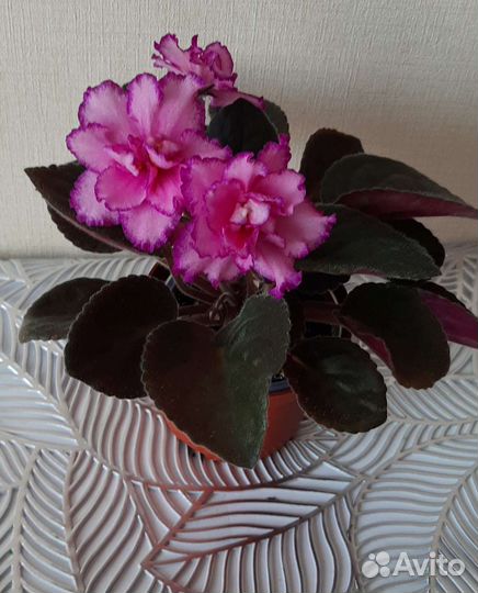 Фиалки сортовые