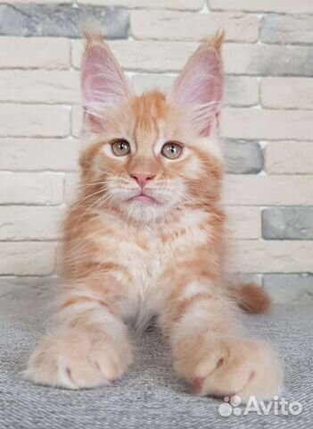 Котята мейн-кунята- маленькие львята объявление продам