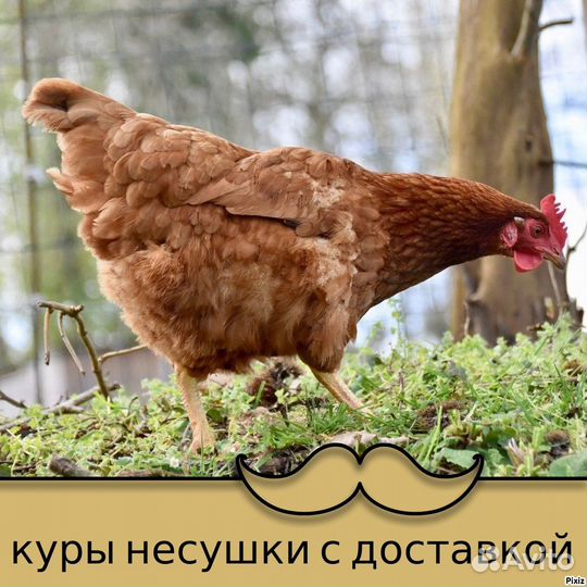 Куры несушки