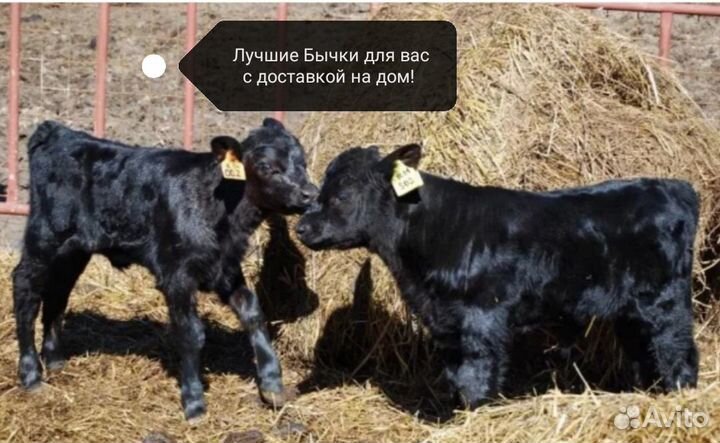 Бычки Телята