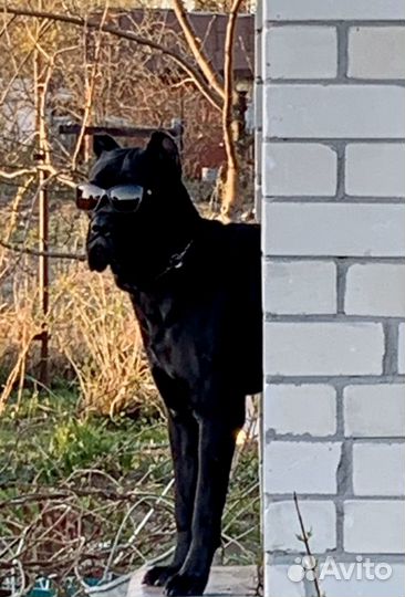 Кане Корсо Вязка