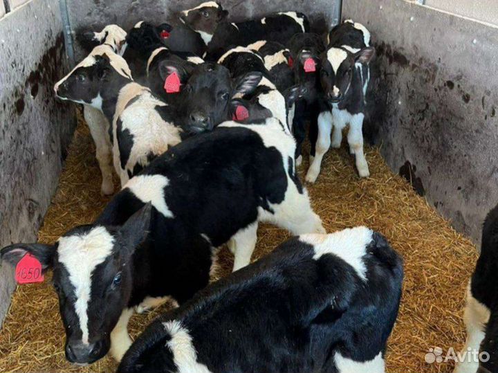 Телята бычки