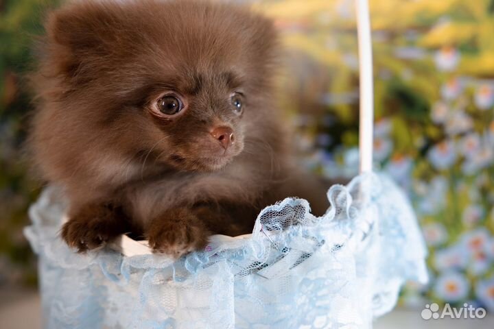 Мини щеночки шпица