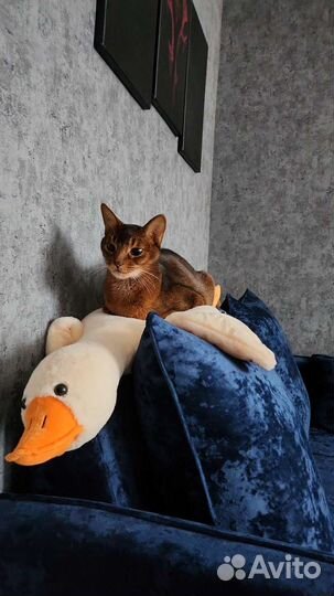 Аббисинский кот