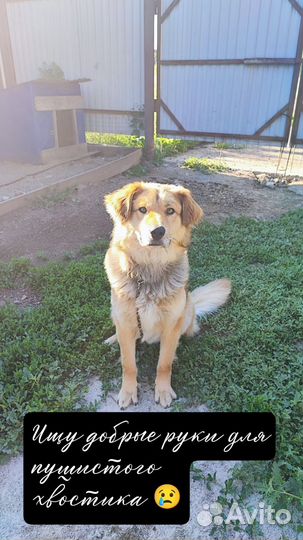 Самый ласковый пес в добрые руки