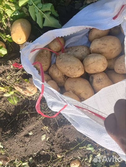 Продам картофель