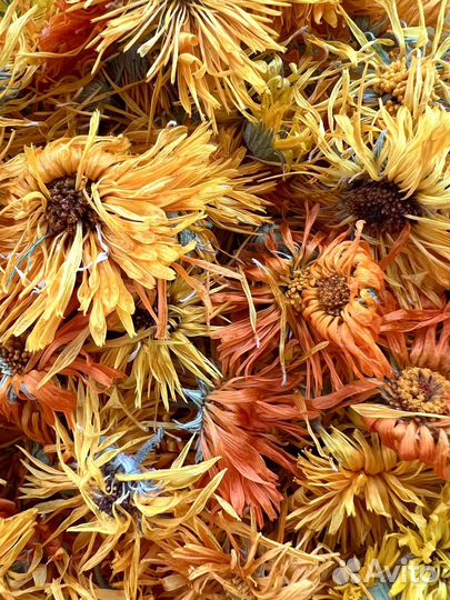 Календула цвет