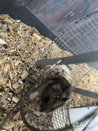 Продаю хомячков