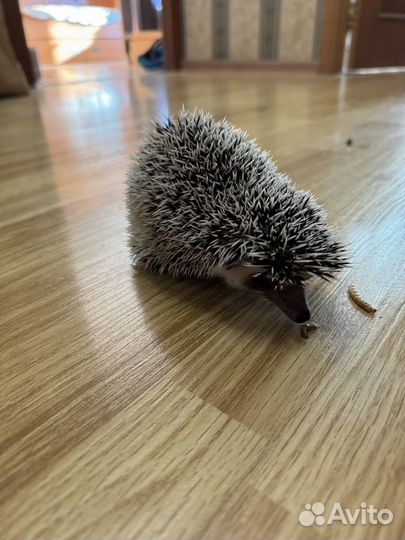 Африканский ежик