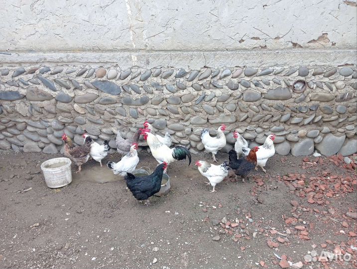 Куры серебрянки