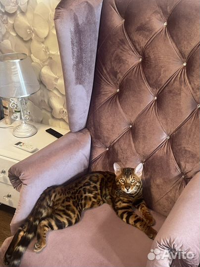 Вязка с бенгальским котом