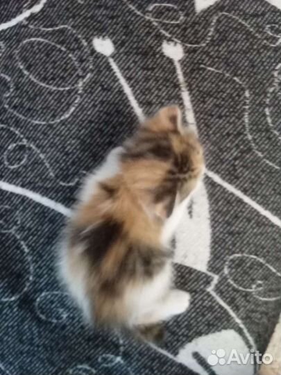 Красивая девочка вислоушка ищет дом