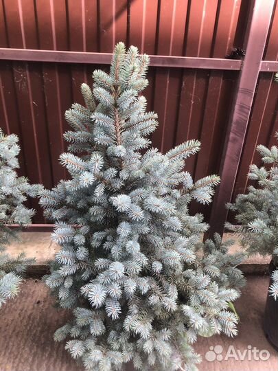 Ель голубая в горшке
