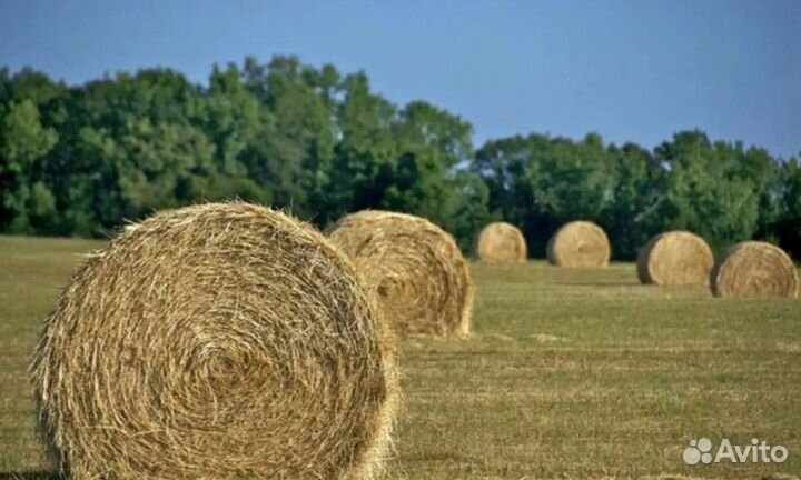 Продам сено в рулонах