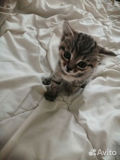 Котенок девочка