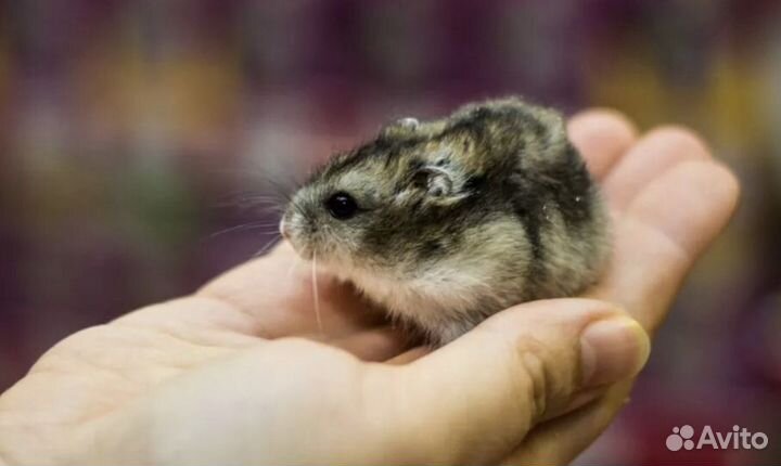 Декоративные хомячки джунгарики